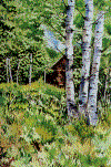 aspens2.gif (88359 bytes)