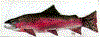 salmon.gif (44211 bytes)